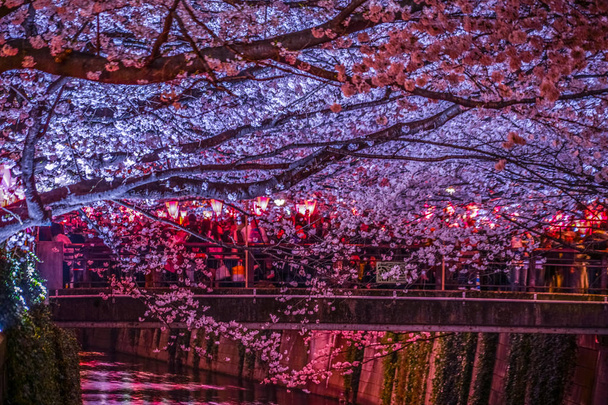 Я побачу цвіт вишні вночі ріки Накамегуро. - Фото, зображення