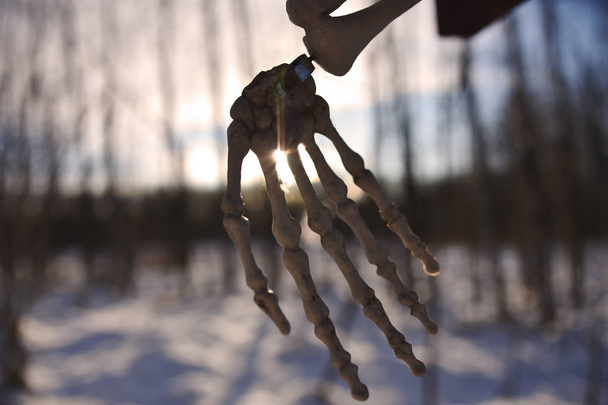 Una imagen de cerca de una silueta de mano esqueleto al atardecer en un bosque
. - Foto, imagen