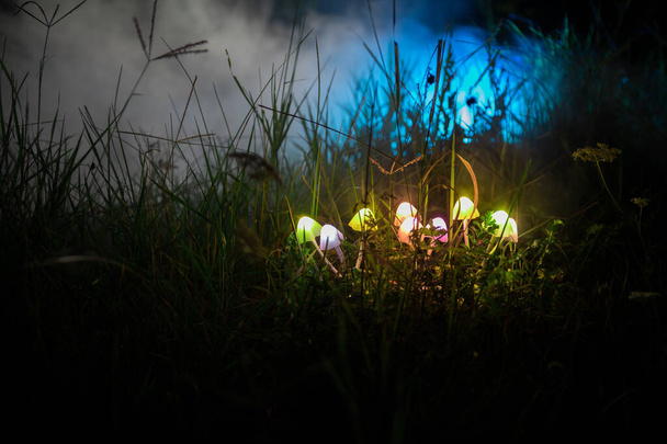 Фантазія світяться гриби в загадковому темному лісі крупним планом. Прекрасний макрознімок магічного гриба або трьох душ, загублених в аватарі. Казкове світло на фоні з туманом
 - Фото, зображення
