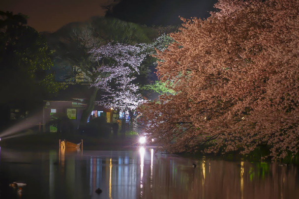 Idę zobaczyć kwiaty wiśni w nocy Sankei Garden - Zdjęcie, obraz