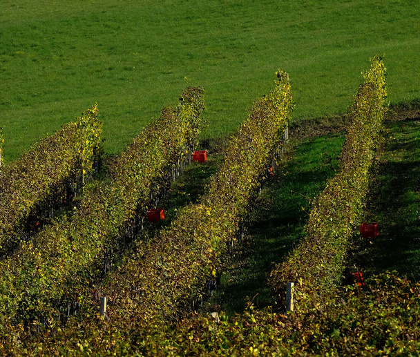 de wijngaarden van de Piemonte Langhe - Foto, afbeelding