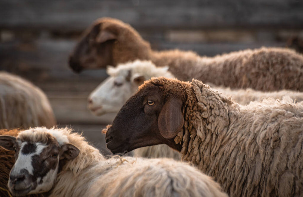 Zwierzęta na pastwisku na farmie - Zdjęcie, obraz