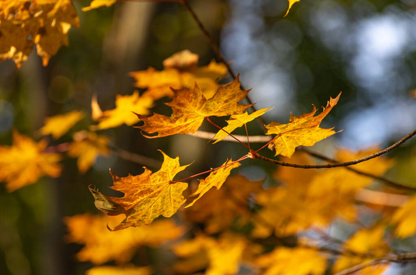 Heldere esdoorn bladeren in de herfst - Foto, afbeelding