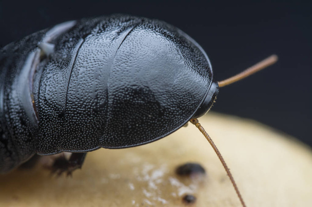 close-up tiro de inseto blattodea
 - Foto, Imagem