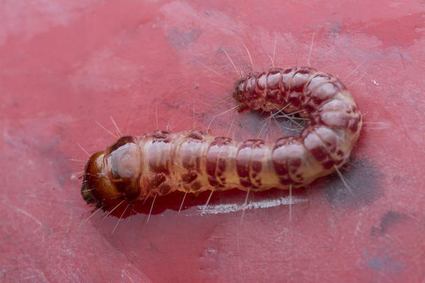 cerambycidae veya mücevher böceği larvası. - Fotoğraf, Görsel