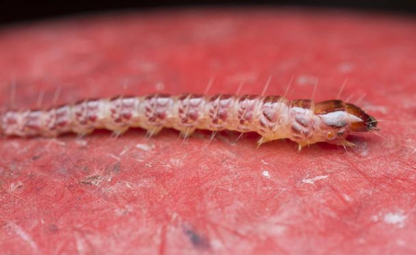 larven van edelkevers of van parelkevers - Foto, afbeelding