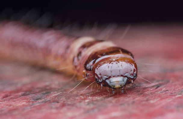 cerambycidae или личинки жуков-драгоценных камней
 - Фото, изображение