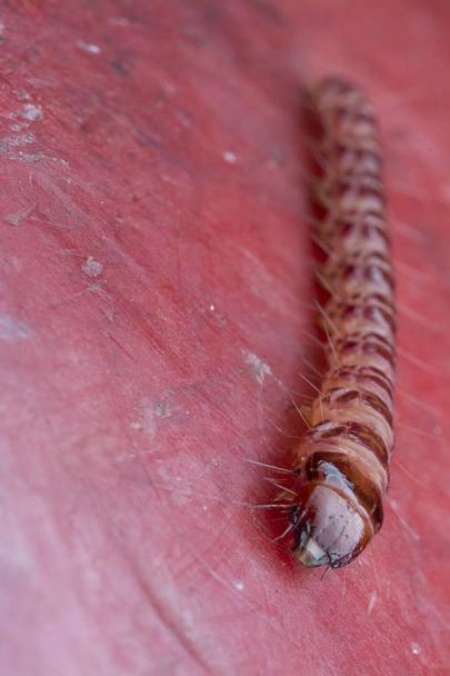 larves de cérambycidae ou de scarabée bijou
 - Photo, image