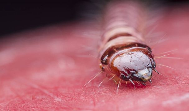 cerambycidae ou larvas de besouro-das-jóias
 - Foto, Imagem