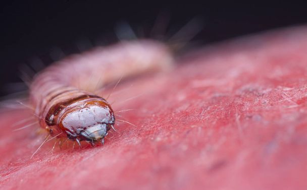 cerambycidae o larvas de escarabajo joya
 - Foto, imagen