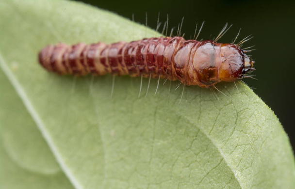 cerambycidae or jewel beetle larvae - Photo, Image