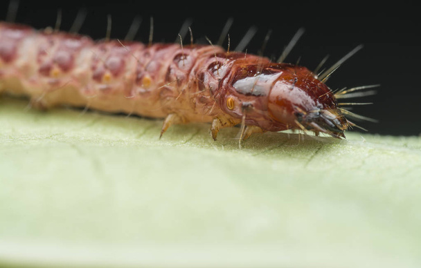 cerambycidae or jewel beetle larvae - Photo, Image