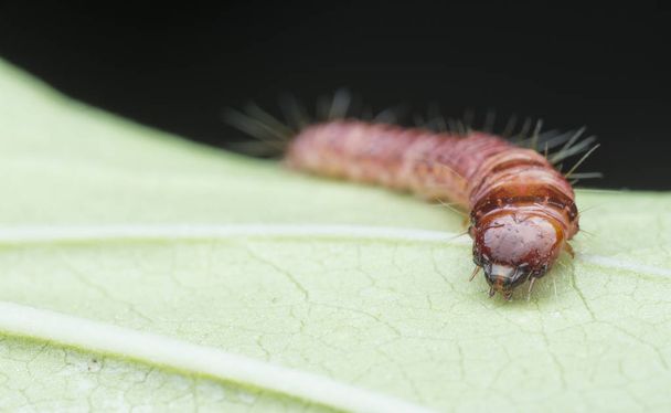 cerambycidae ou larvas de besouro-das-jóias
 - Foto, Imagem