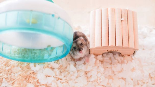 Cute Djungarian hamster image (sprue sapphire) - Fotoğraf, Görsel