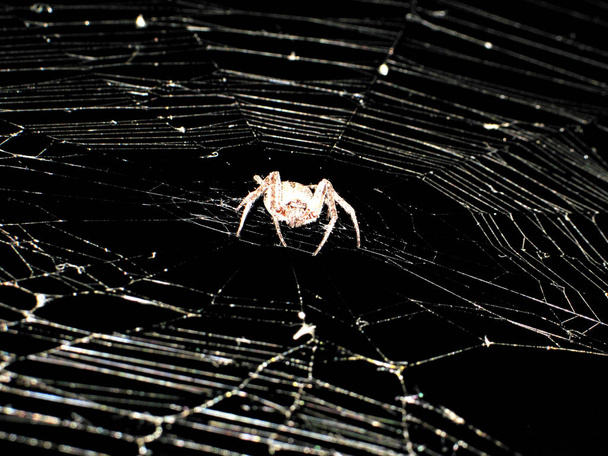 spider web in the dark waiting for victim - Foto, Imagem