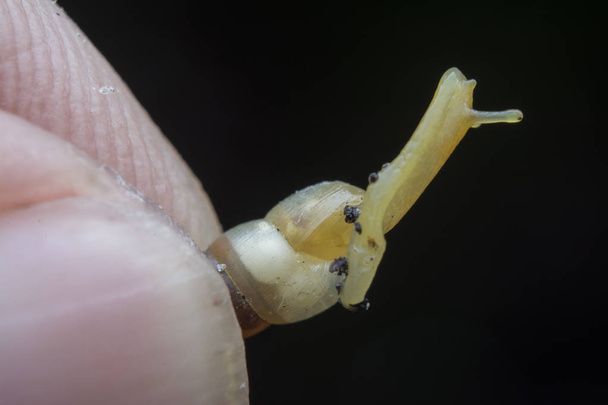 close-up met kleine opeas pyrgula awlsnail  - Foto, afbeelding