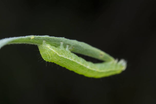 koolsemilooper thysanoplusia orichalcea noctuidae rups  - Foto, afbeelding