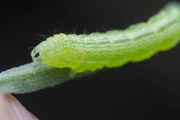 lahana, semilooper tisanoplusia orichalcea noctuidae caterpillar  - Fotoğraf, Görsel