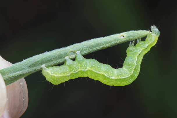 semilooper λάχανο thysanoplusia orichalcea noctuidae κάμπια  - Φωτογραφία, εικόνα