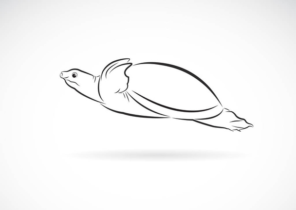 Vector of soft-shelled turtle (Trionychidae) on white background. - Vector, Image