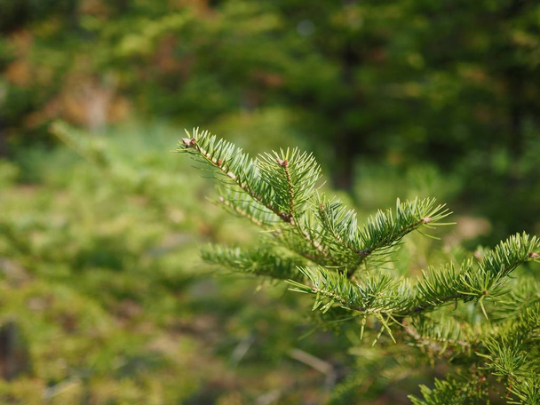 Paysage d'aiguilles de pin de Corée, Aiguilles de pin d'automne
 - Photo, image