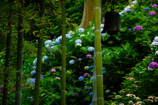 Bamboebos en hortensia - Foto, afbeelding