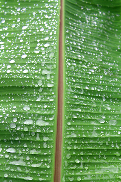 Banana leaves and drop water Banana leaves background - 写真・画像