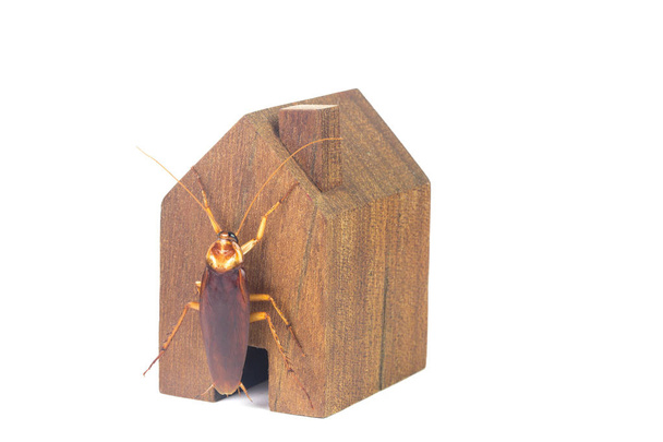 Kakkerlakken en huis modellen op een witte achtergrond. - Foto, afbeelding