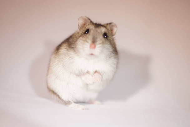 Image de hamster (Djungian
) - Photo, image