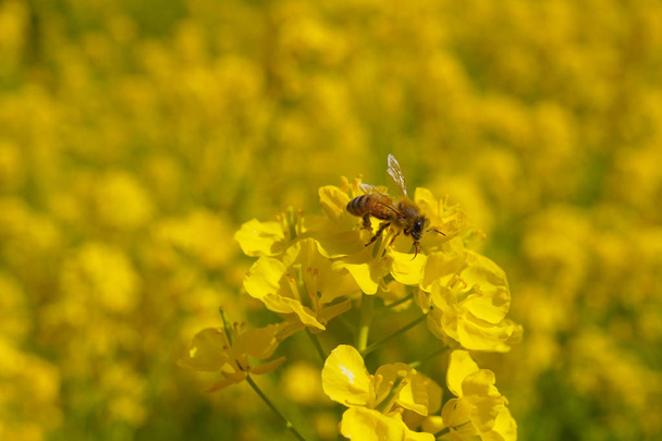 Rapsin kukat ja mehiläiset
 - Valokuva, kuva