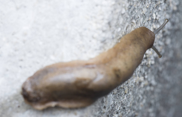closeup with brown garden slug - Photo, Image