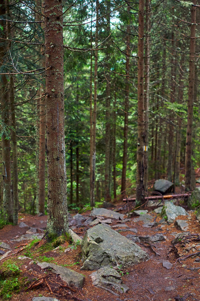 Mountain trail through pine forest with roots and rocks - Foto, imagen