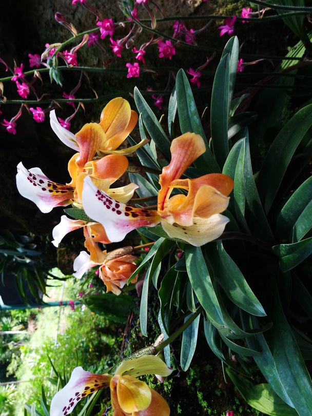 Senhora chinelo orquídea Imagens, banco de imagens e fotos de Senhora chinelo  orquídea