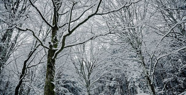 beech forest in winter dress - Photo, Image