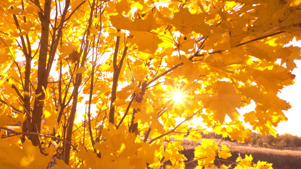 Gün batımı parlak sarı yaprakların arasından güneş ışığı ve güneş ışınlarıyla parlıyor. - Video, Çekim