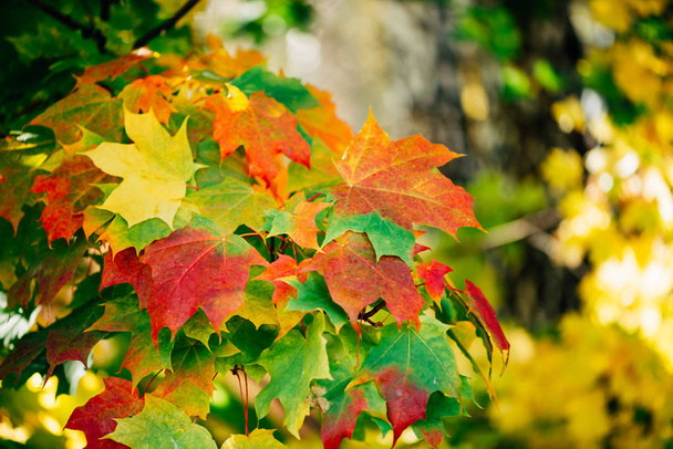 farbenfrohe Herbst-Ahornblätter aus nächster Nähe - Foto, Bild
