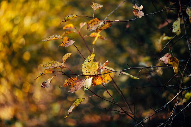 Oranžové podzimní listí na žlutém vířícím pozadí bokeh při západu slunce - Fotografie, Obrázek