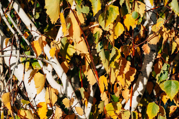 Podzim přírodní pozadí žluté oranžové zeleně listí - Fotografie, Obrázek