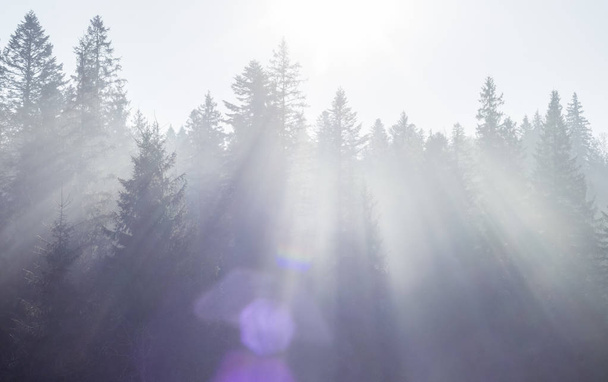 soleil brille à travers la forêt de sapins
 - Photo, image