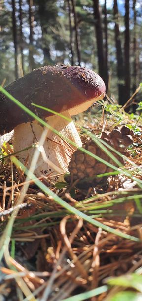Silvetre grzyb w pełnej przyrody w świetle słonecznym - Zdjęcie, obraz