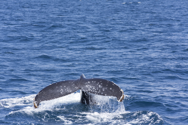 velrybí ocas - Fotografie, Obrázek