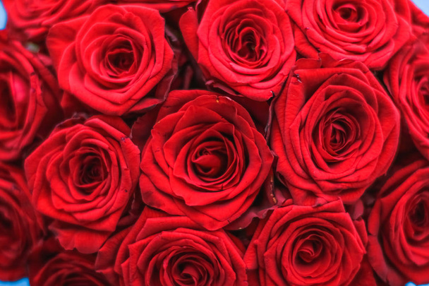Bouquet di lusso di rose rosse su sfondo blu, fiori come un alcool
 - Foto, immagini