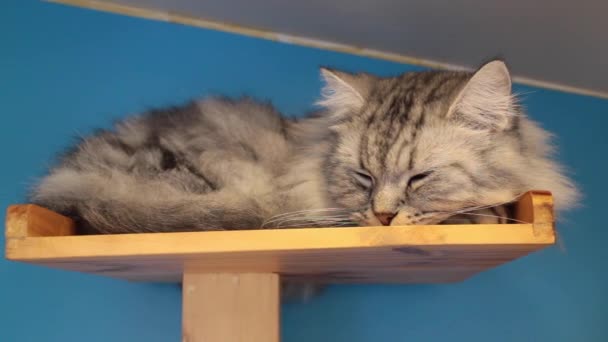 Εσωτερική γάτα κοιμάται σε στάση παιχνίδι, πλάνα αρχείου - Πλάνα, βίντεο