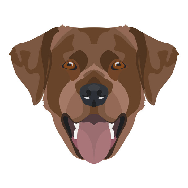 Gülümseyen çikolata renkli Labrador av köpeği. - Vektör, Görsel