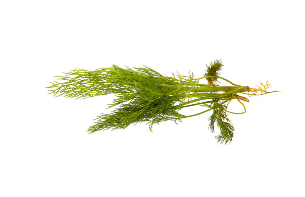 green dill isolated on white background - Photo, Image