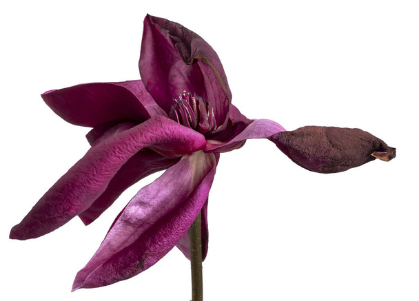 Фиолетовый цветок магнолии, цветки магнолии на белом фоне
 - Фото, изображение