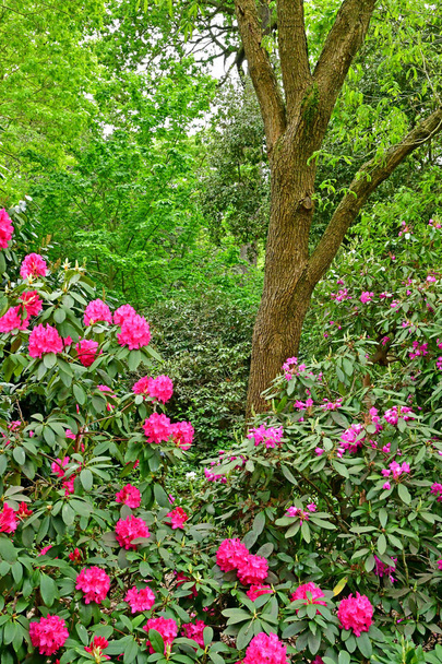 Londra; Kew, İngiltere - 5 Mayıs 2019: Kew Gardens - Fotoğraf, Görsel