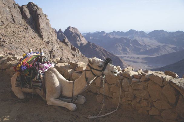 Camel está descansando nas montagens
 - Foto, Imagem