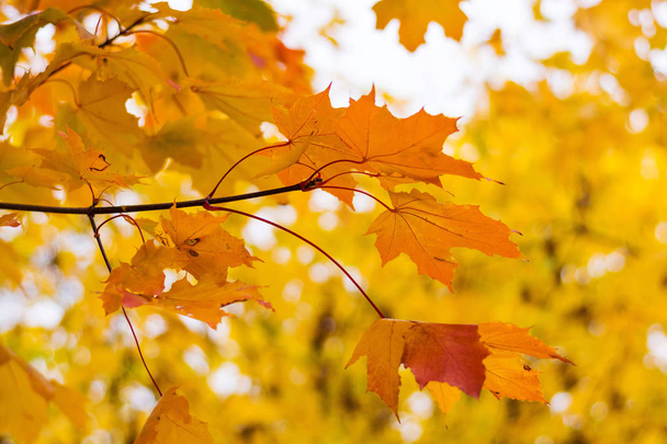 Branch with maple yellow-red leaves in autumn - Foto, Imagen