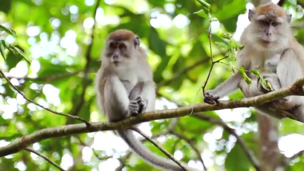 Wilde apen Een heilige bos aap familie in de Golden Mount, Narathiwat, Thai Forest Park. Aap reist naar bezienswaardigheden en attracties in Azië waar de apen in het wild leven. - Video
